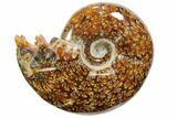Polished, Agatized Ammonite (Cleoniceras) - Madagascar #110502-1